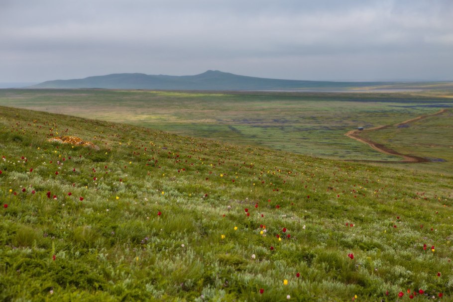 Разнотравные степи Крыма