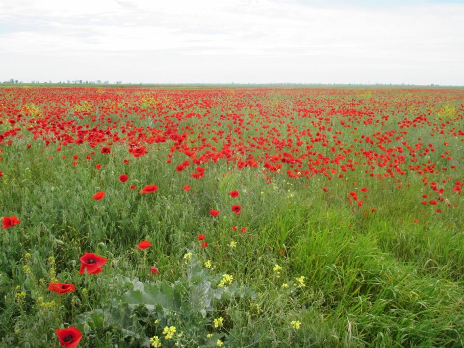 Флора степного Крыма