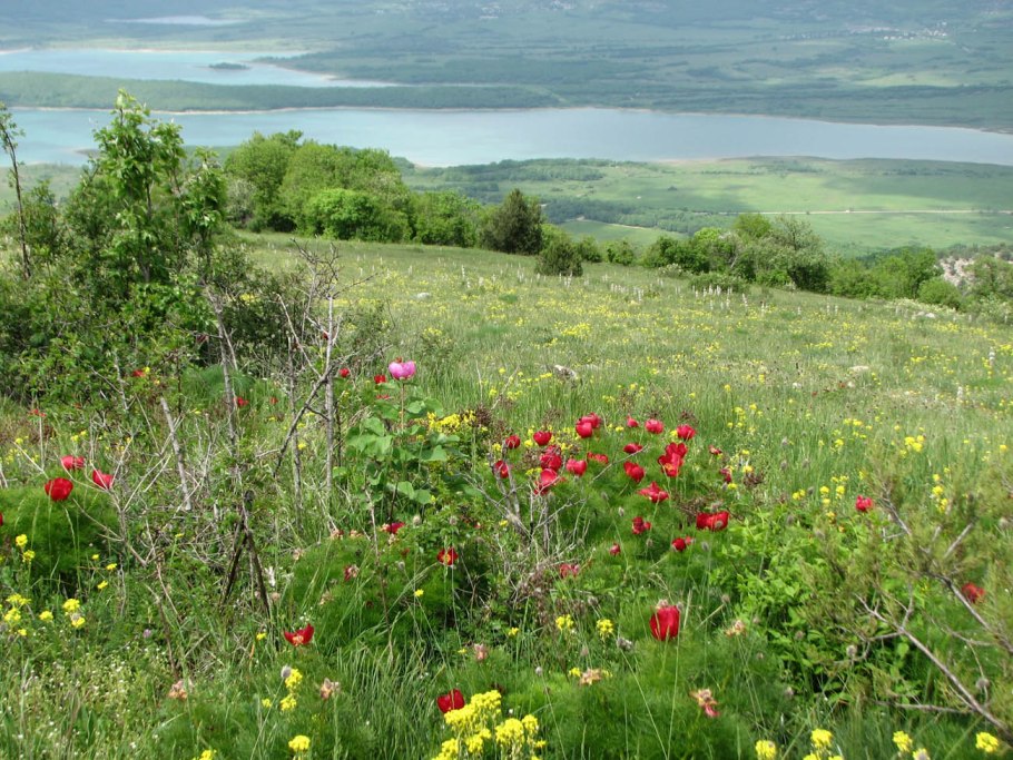 Крым Тарханкут растения