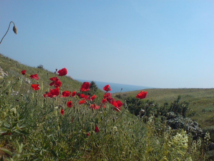 Тарханкут степь