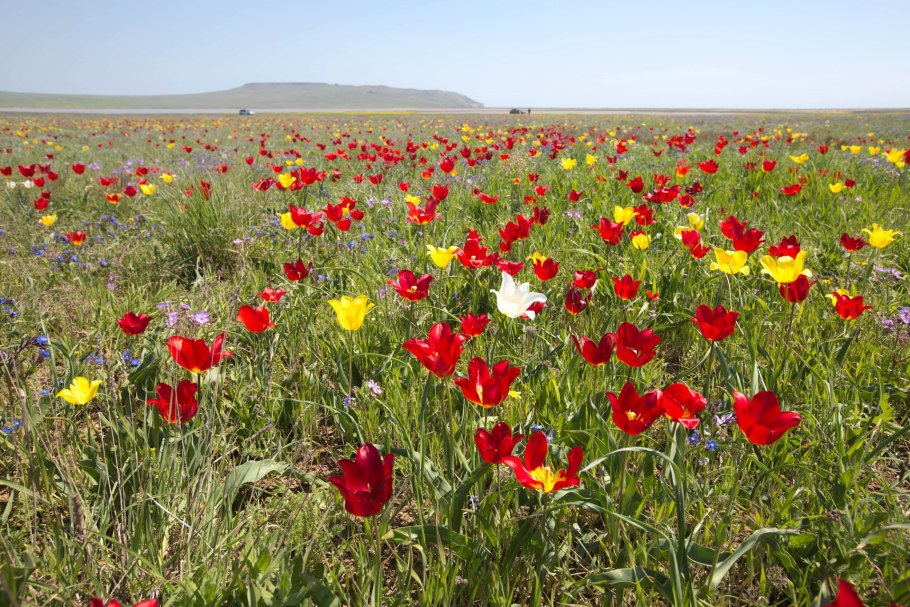 Лавандовые и маковые поля в Крыму