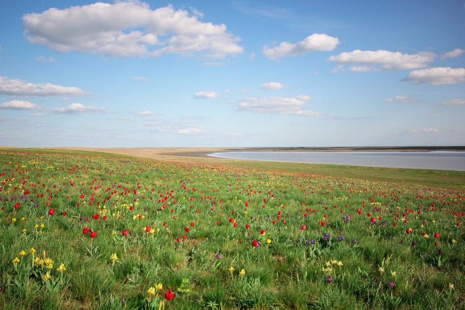 Лавандовые и маковые поля в Крыму