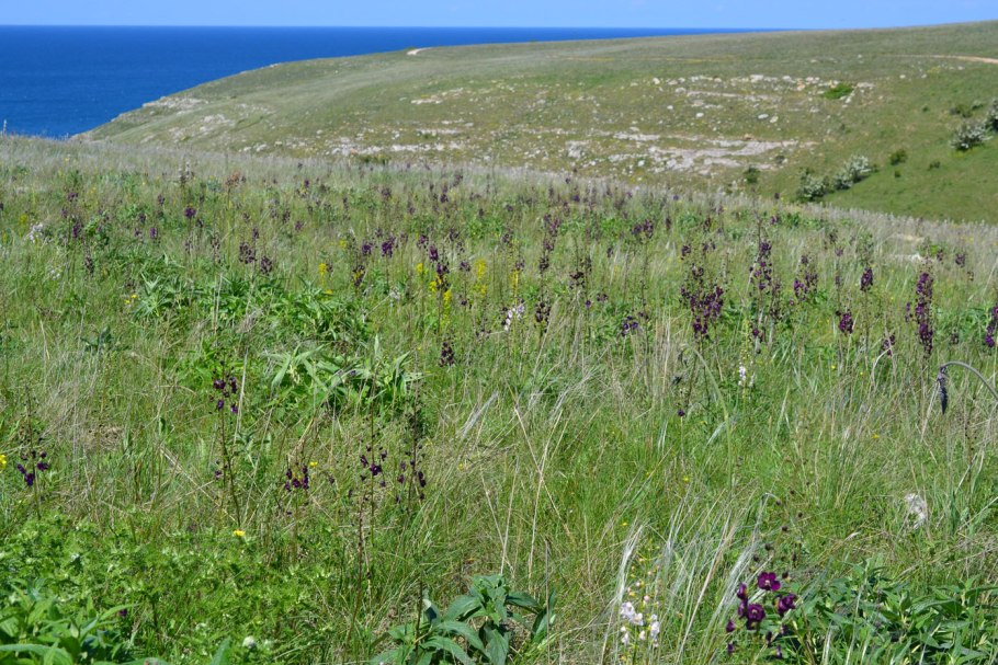 Поля маков в Крыму