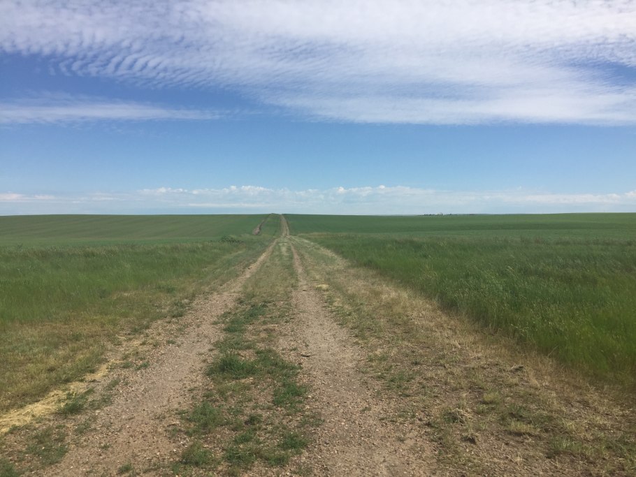 Крым маки цветут