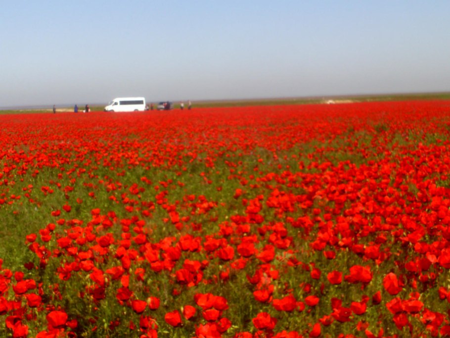 Донская степь разнотравье
