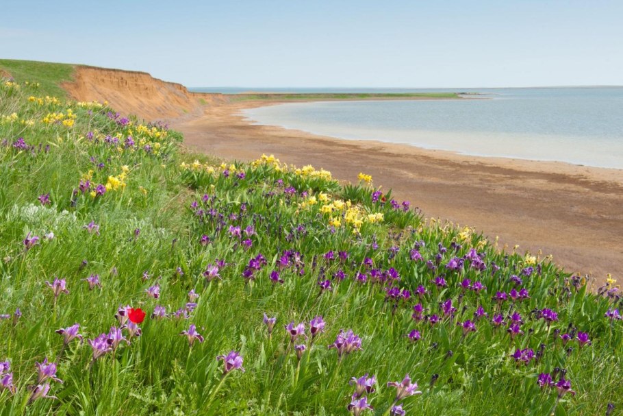 Калмыкия тюльпановые поля