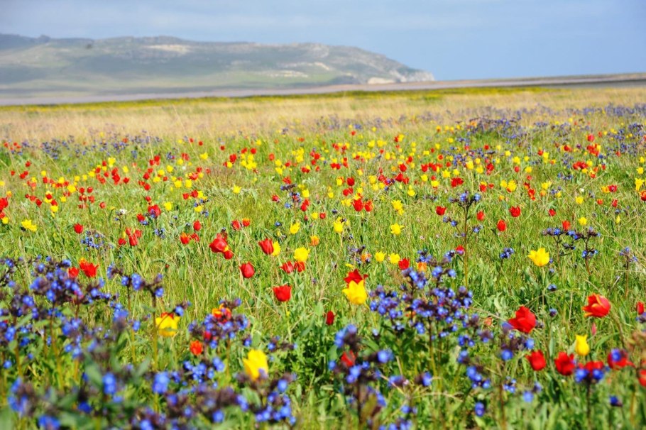 Разнотравье Донской степи