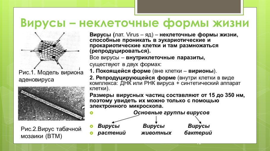 Неклеточные микроорганизмы