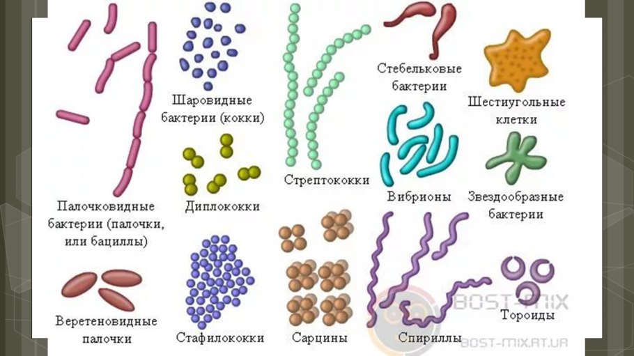 Какие бывают типы бактерий