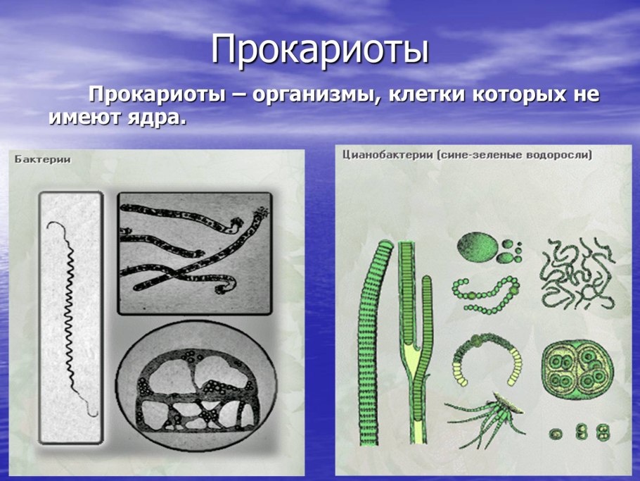 Формы клеток прокариот