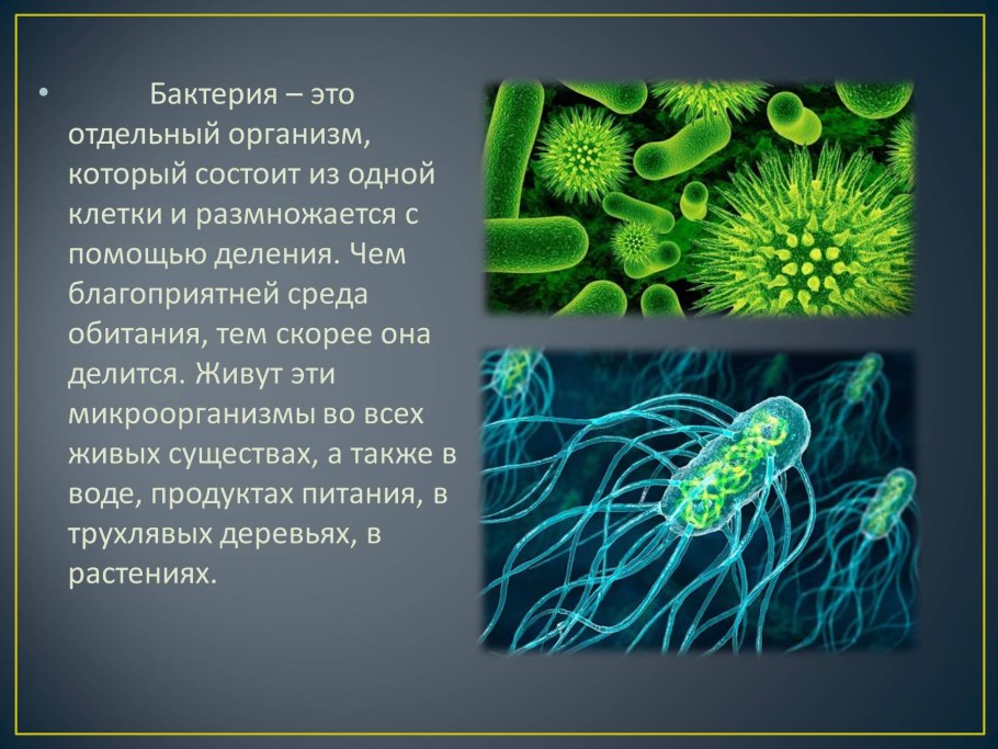 Бактерии обитают