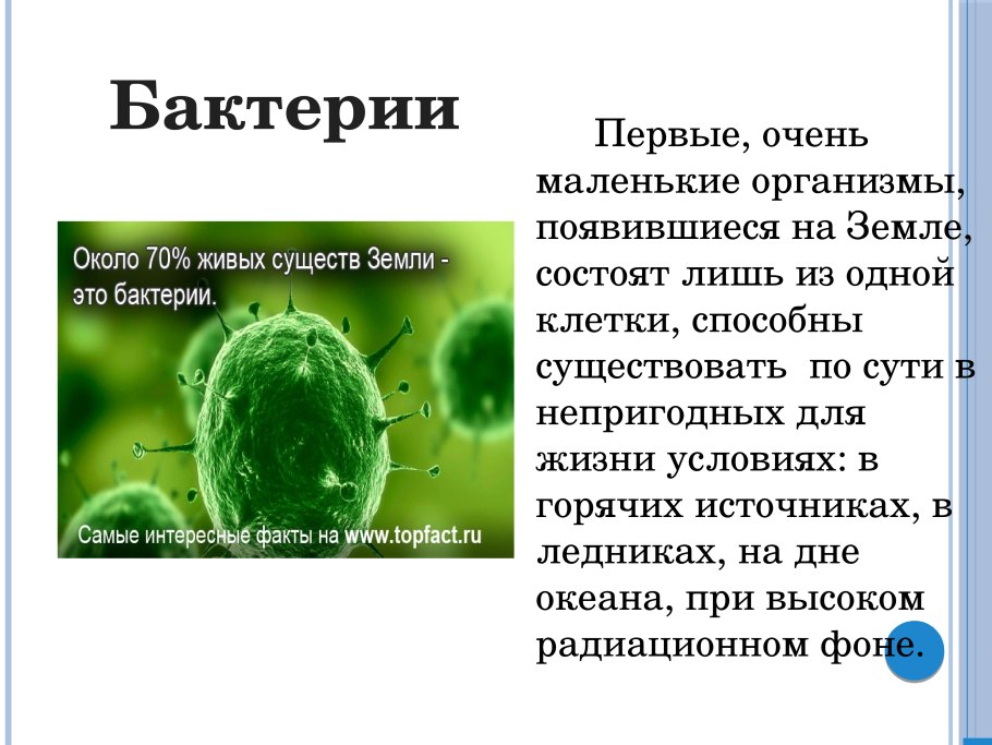 Самые интересные бактерии