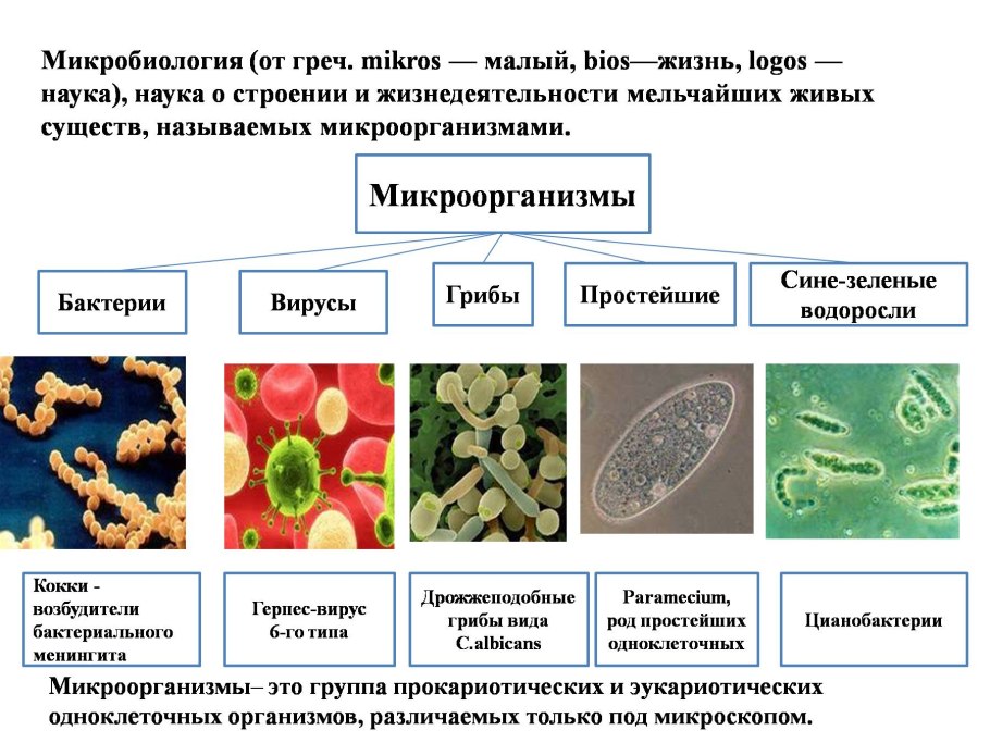 Разнообразие микроорганизмов грибы бактерии вирусы