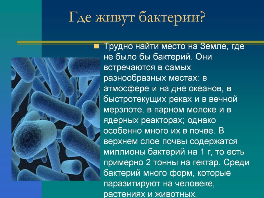 Доклад о бактериях