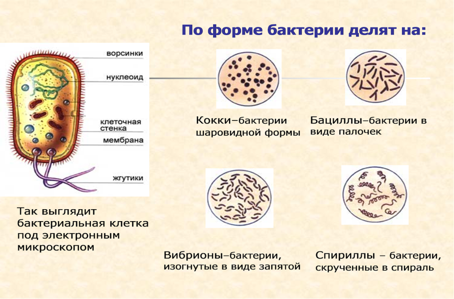 Форма жизни бактерий