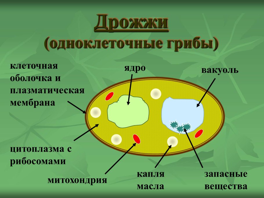 Строение грибной клетки дрожжи