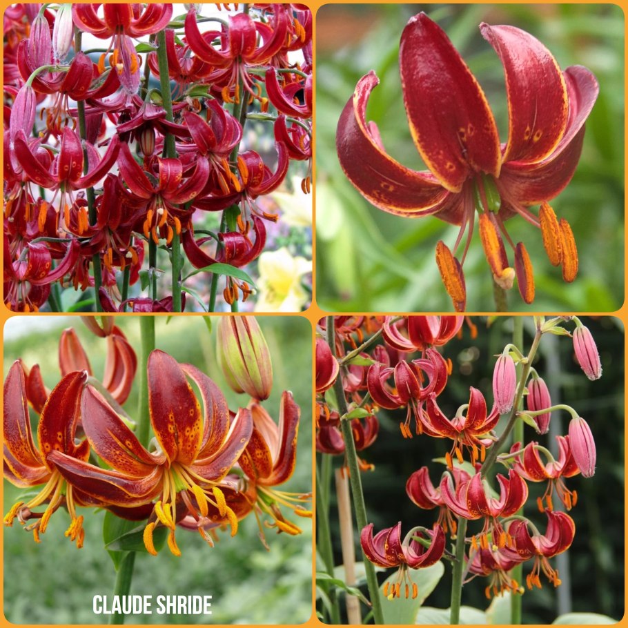 Лилия кудреватая