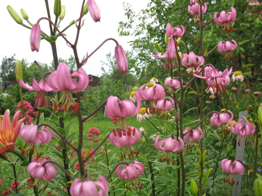 Мартагон Claude Shride