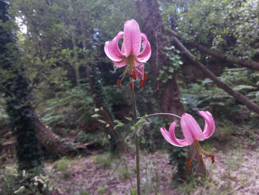 Лилия Фейри морнинг фото и описание