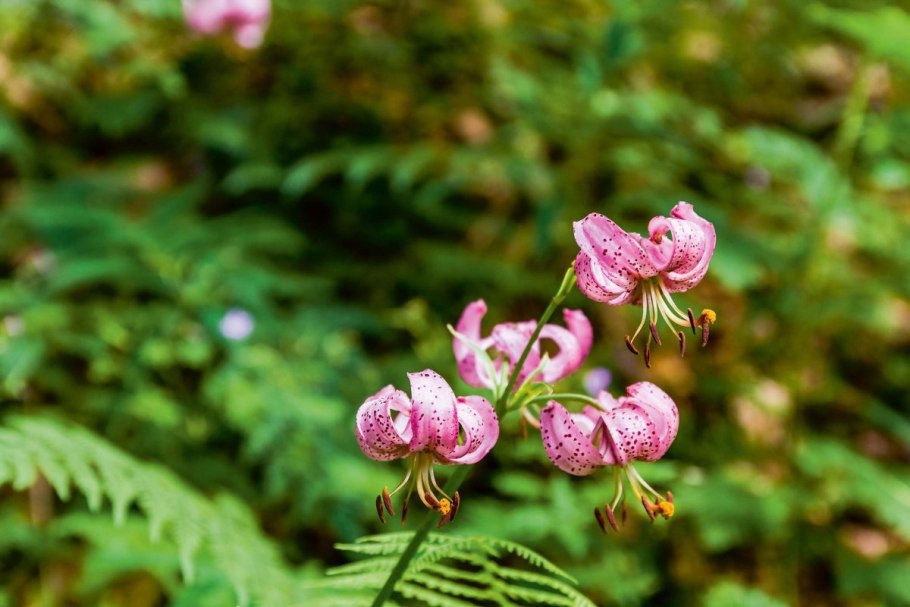 Лилия саранка