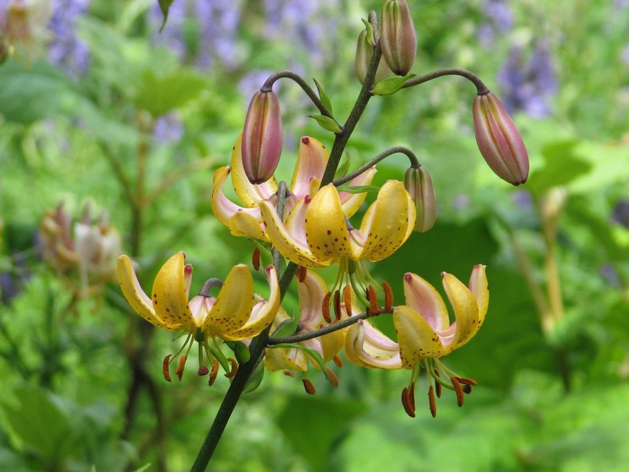 Лилия martagon var. Rubrum