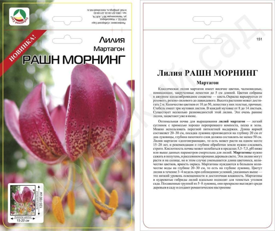 Лилия мартагон пёрпл