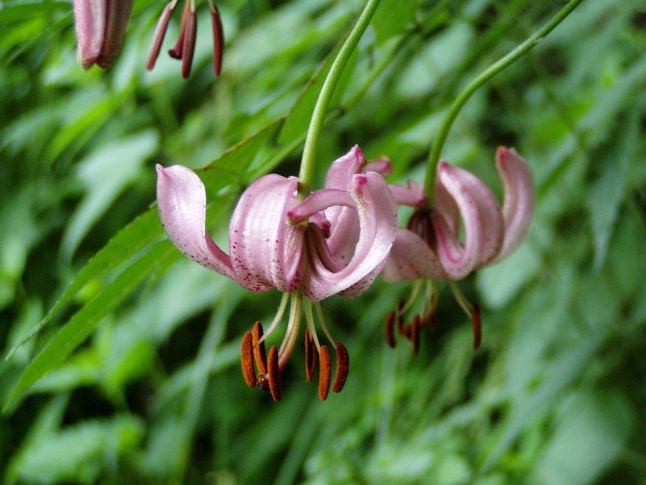 Формула лилии кудреватой