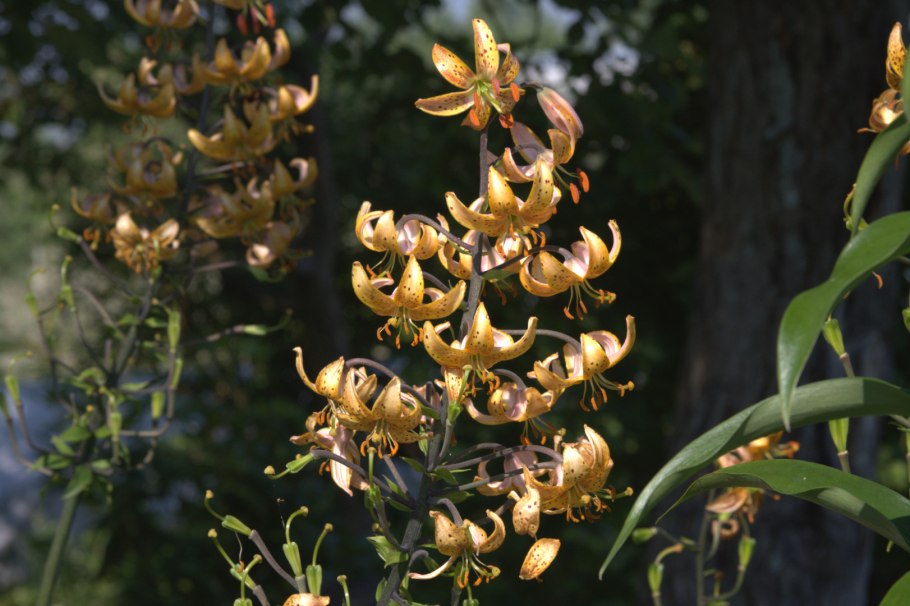 Lilium martagon Ботанический рисунок