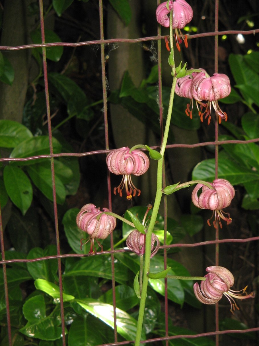 Лесная Лилия