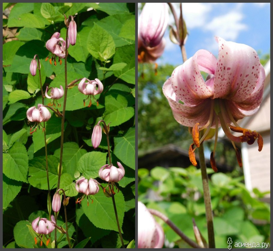 Лилия саранка