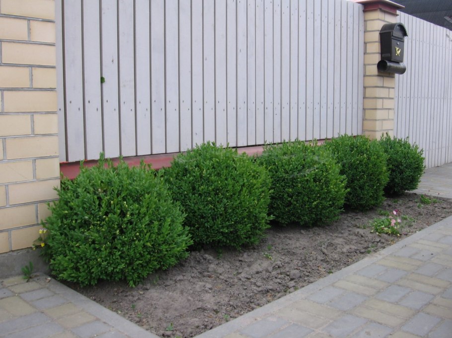 Самшит невысокий шаровидный кустарник