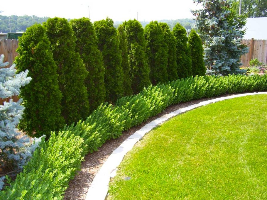 Туя Западная Даника Живая изгородь