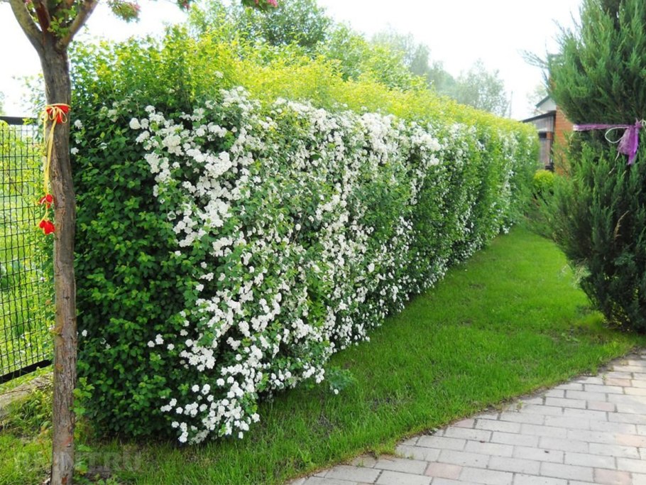 Чубушник венечный Живая изгородь