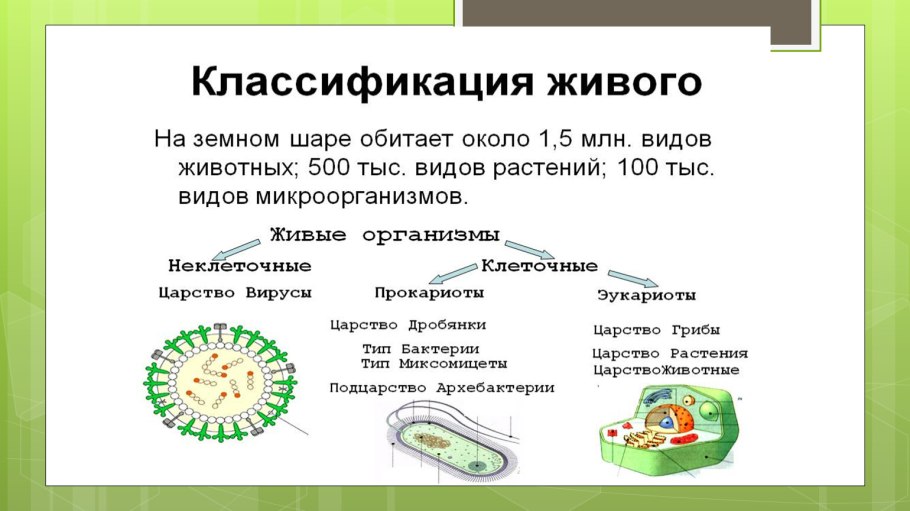 Тесты классификация живых организмов
