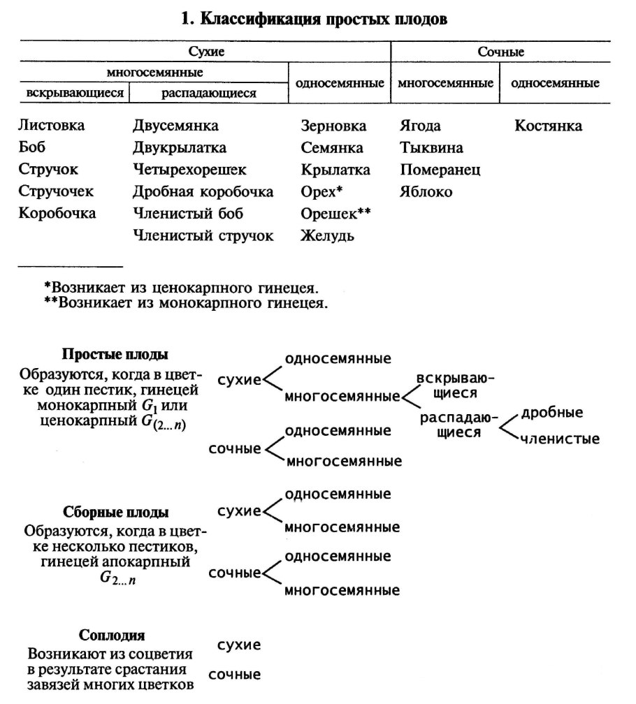 Классификация плодов растений таблица