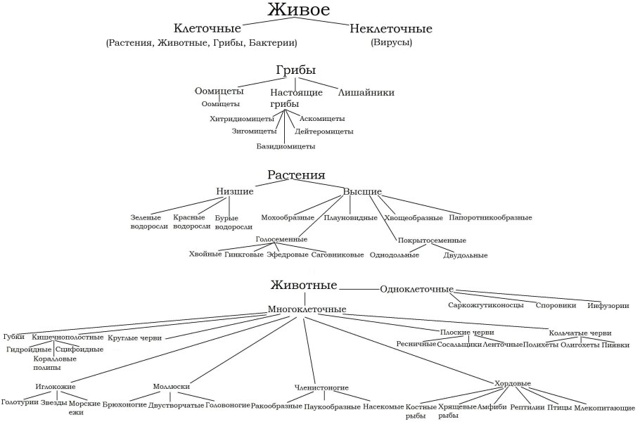 Схема биологической классификации живых существ