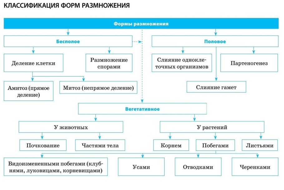 Виды бесполого размножения схема