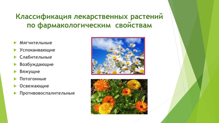 Классификация лечебных растений