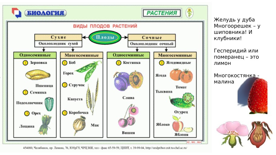 Classification of Plants