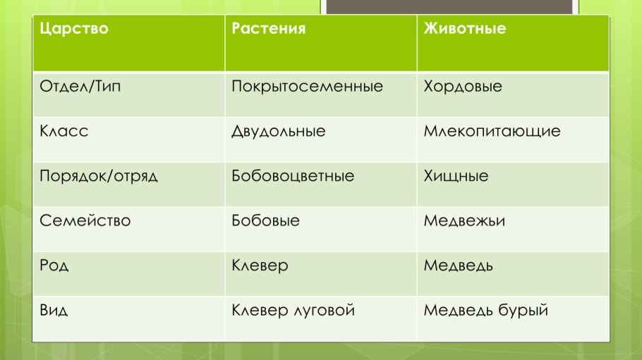 Растения царство отдел класс порядок семейство род вид