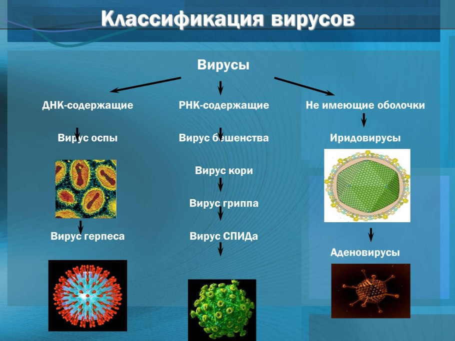 Классификация вирусов РНК И ДНК содержащие