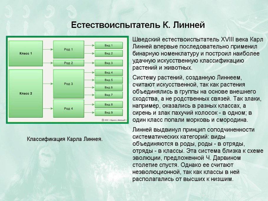 Карл Линней классификация растений