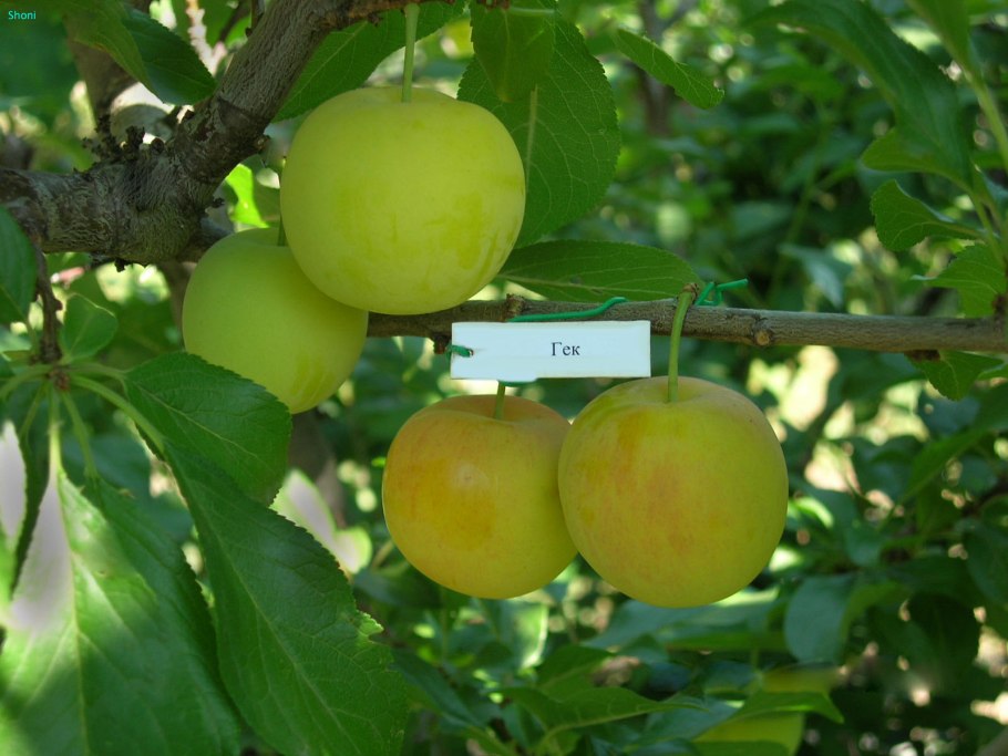 Алыча (слива) «Сонейка»