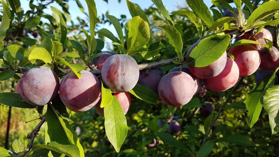 Алыча гибридная Кубанская Комета