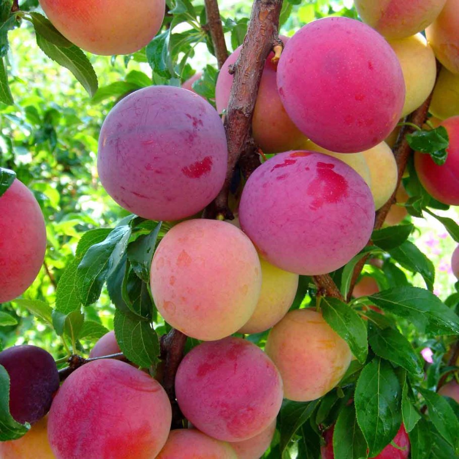 Алыча обильная саженцы