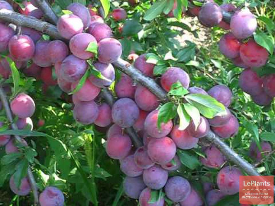 Алыча китайская слива