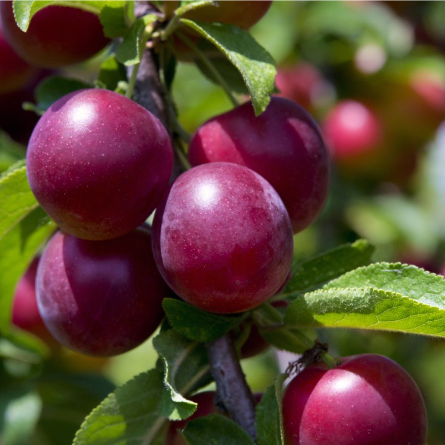 Свг мейнор сливово-вишневый гибрид