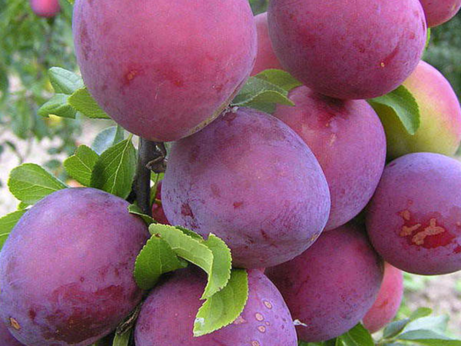 Слива Кубанская ранняя