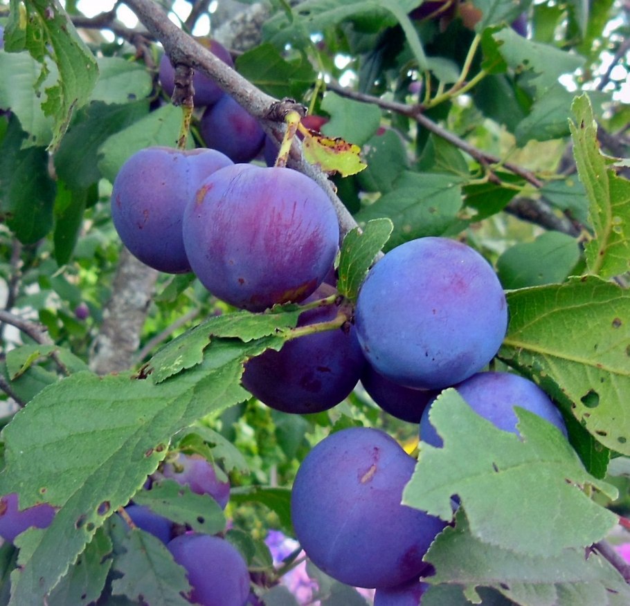 Слива Ренклод Альтана