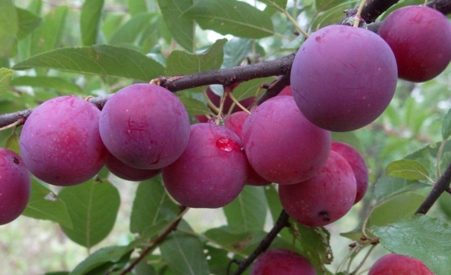 Гибрид слива персик абрикос шарафуга